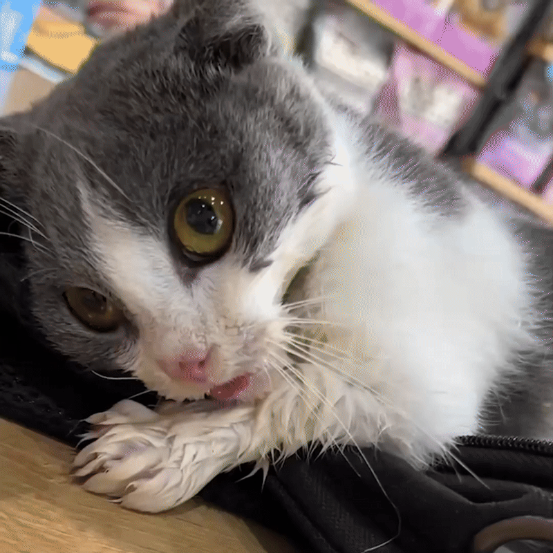 PupFreeze™ All-Pet Summer Cooling Mat