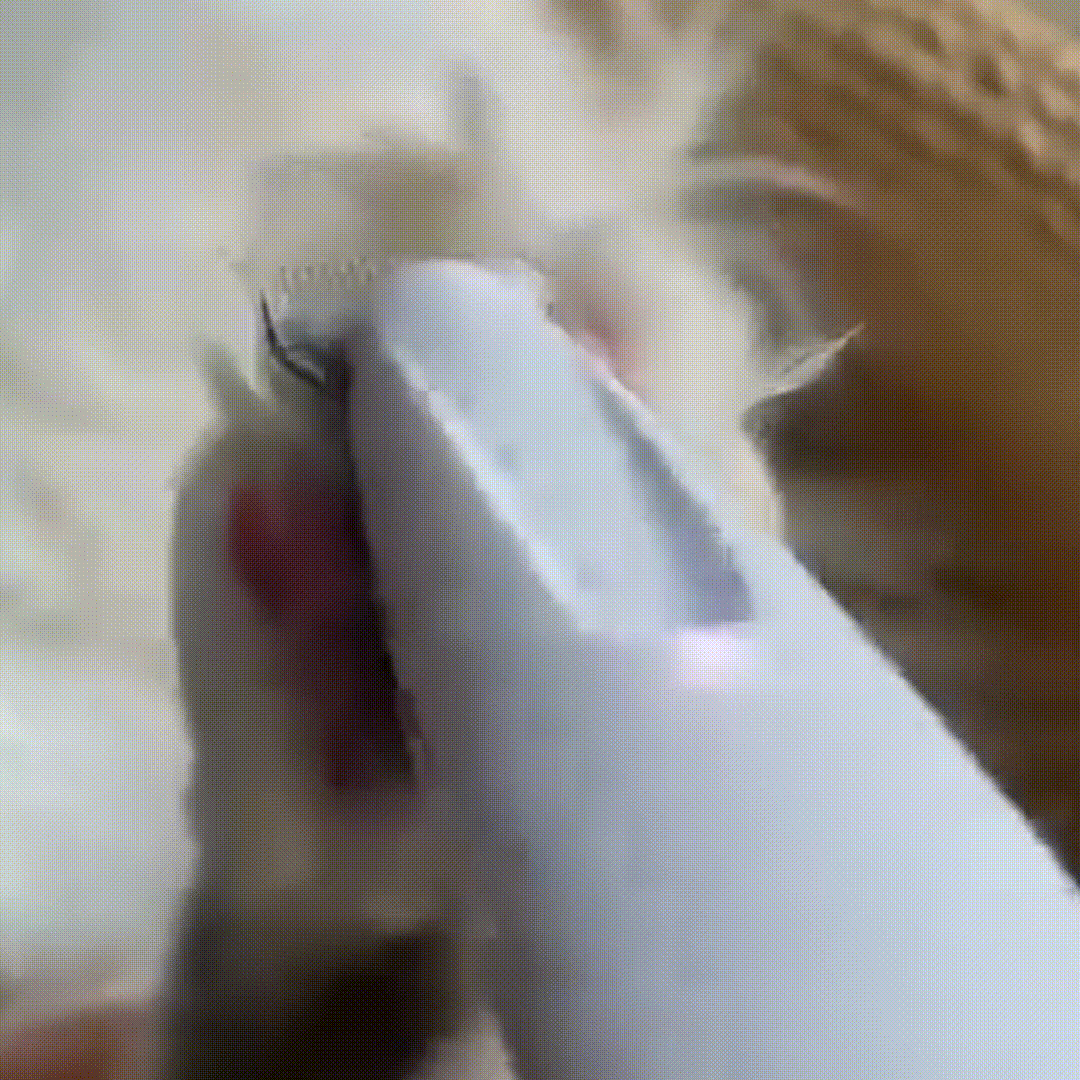 🔥Today's Special 50% OFF 💝GroomMate™ LED Anti-Bruise Pet Shaver